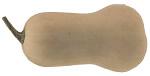 Butternut 2